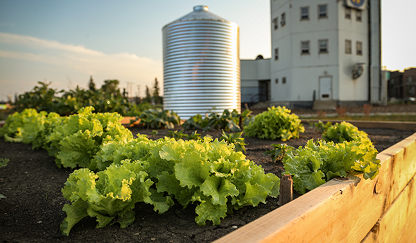 A garden in Blatchford
