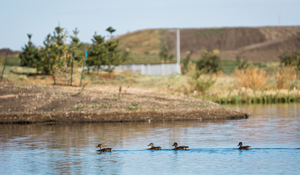 Ducks on a pond in Blatchford
