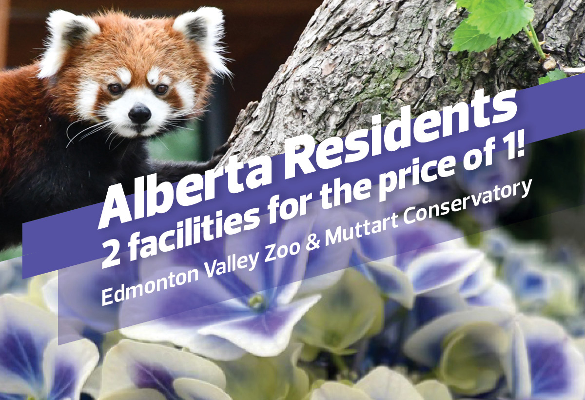 A red Panda and some blue and white flowers, with the text: Alberta Residents. 2 facilities for the price of 1. Edmonton Valley Zoo and Muttart Conservatory.