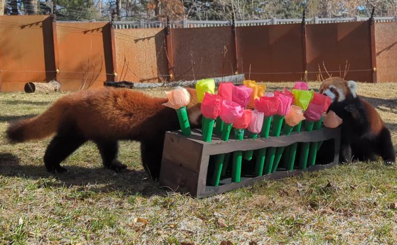 Red pandas with paper flowers.