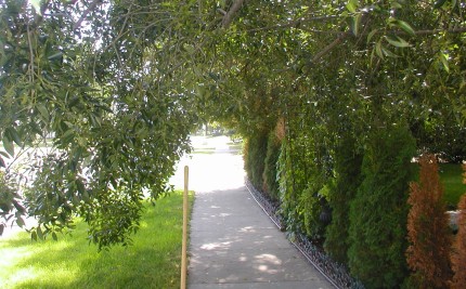 Tree overhanging the sidewalk