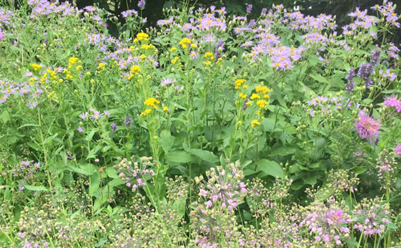 Native Plant Demonstration Garden