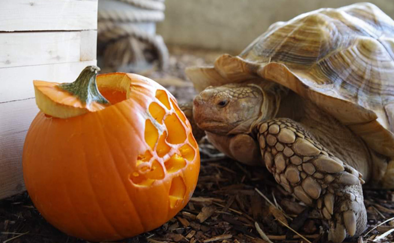 A tortoise in front of a jack-o-lantern with a tortoise carved into it.