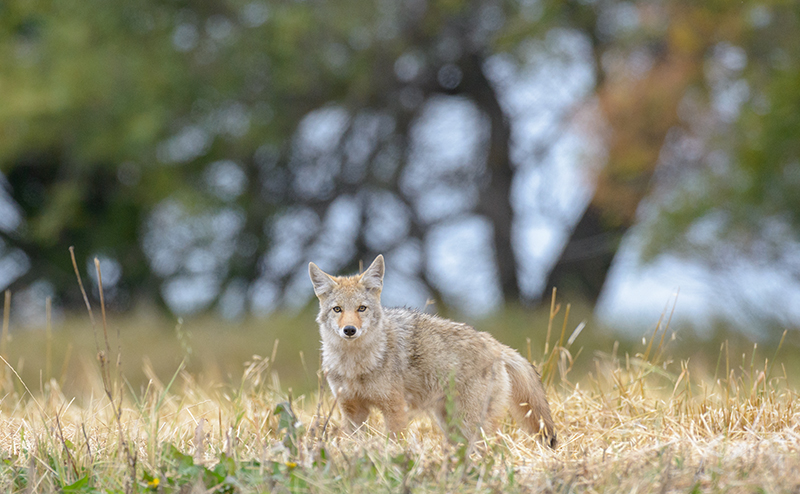 coyote