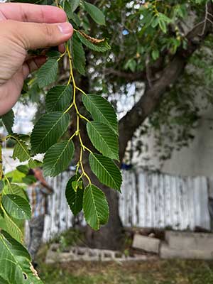 Elm Tree Leaves