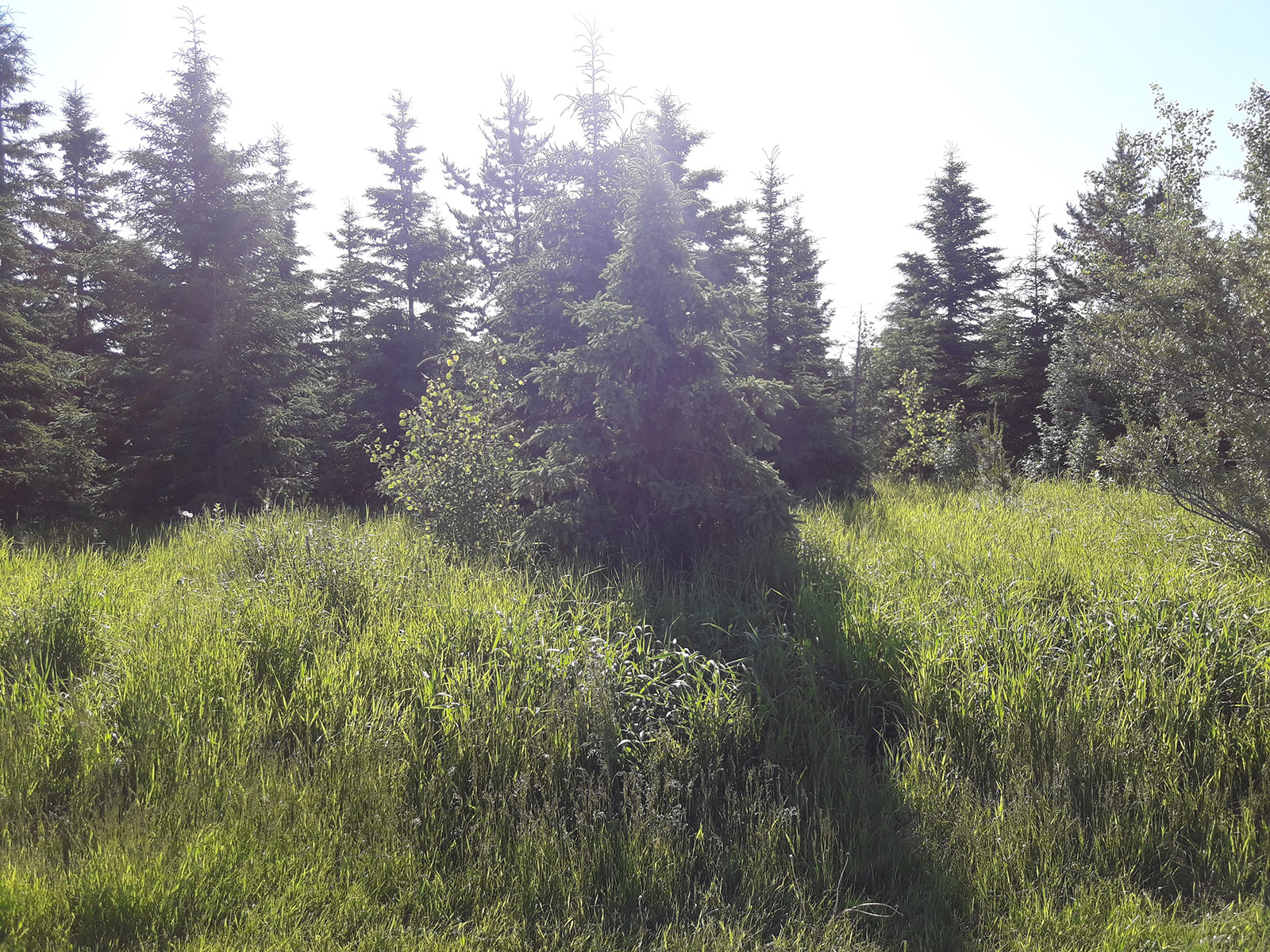 Naturalized area with mature trees