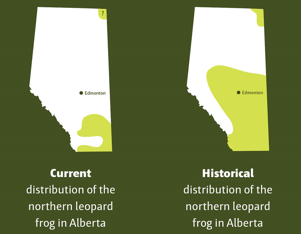 Distribution map comparison, showing the current and historical populations of Northern Leopard Frogs. The historical distribution map shows the frogs' population extending from southern Alberta, all the way to central Alberta, as well as a small corner in the northeast of the province. The current distribution map shows a much smaller area in southern Alberta, and the population in the northeast corner is also smaller and is labelled with a question mark.