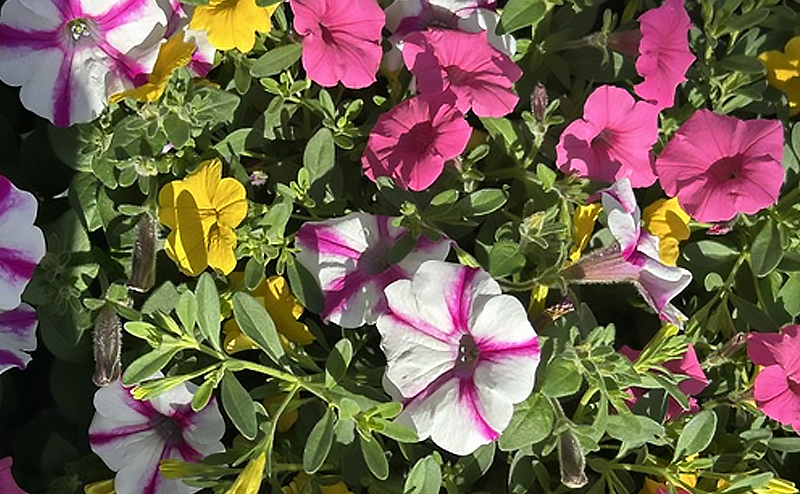Flowers in various colours