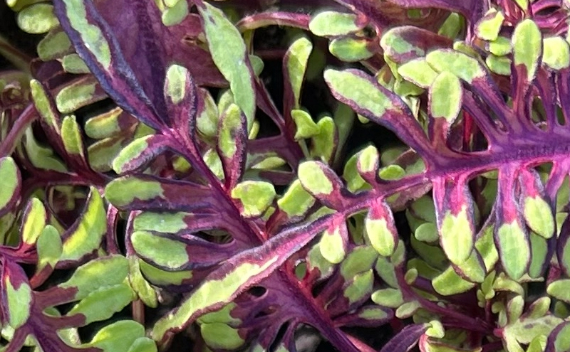 Green and purple plants