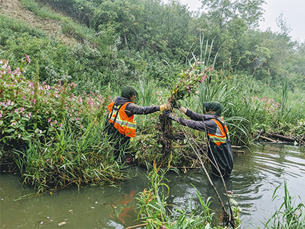 Crew removing weeds