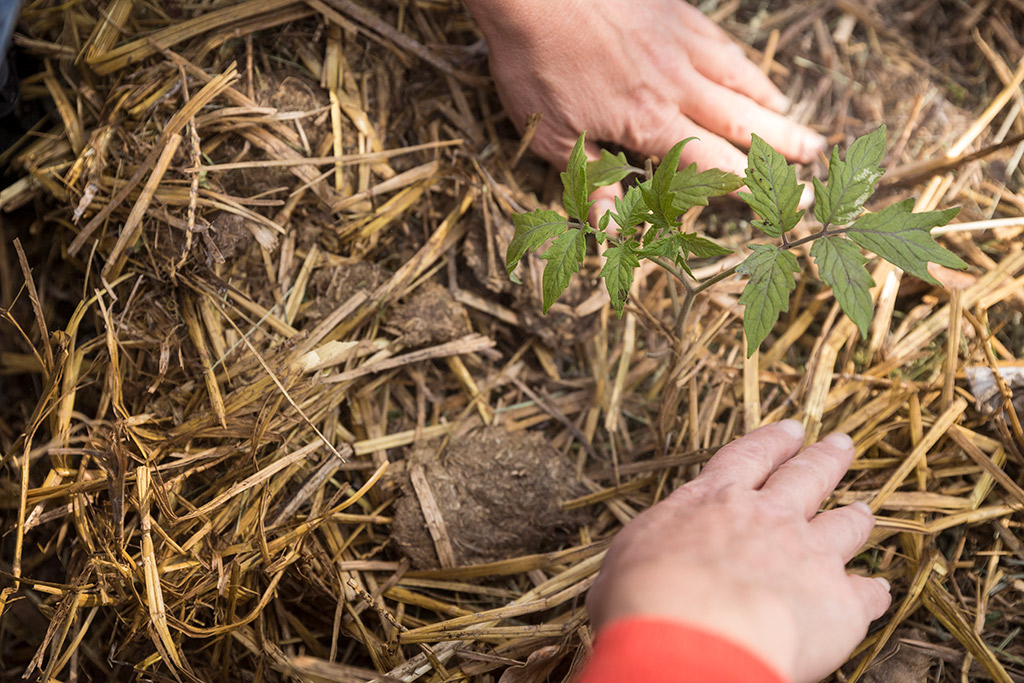 A plant in mulch.