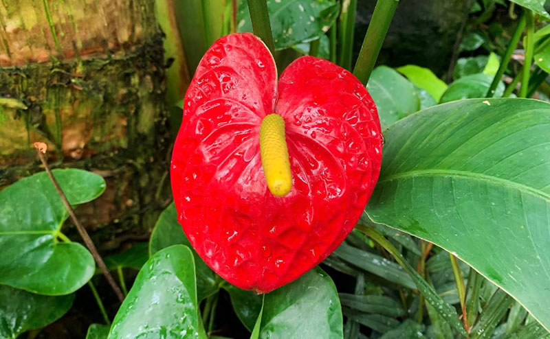 Plant at the Muttart Conservatory
