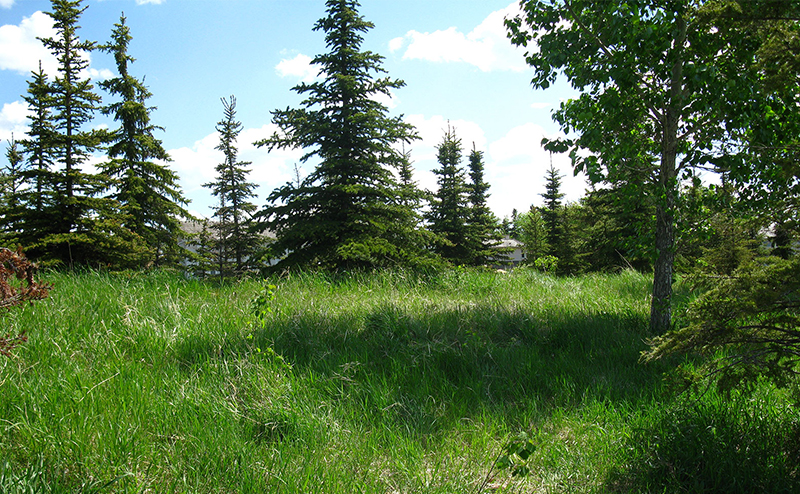 Naturalized Area