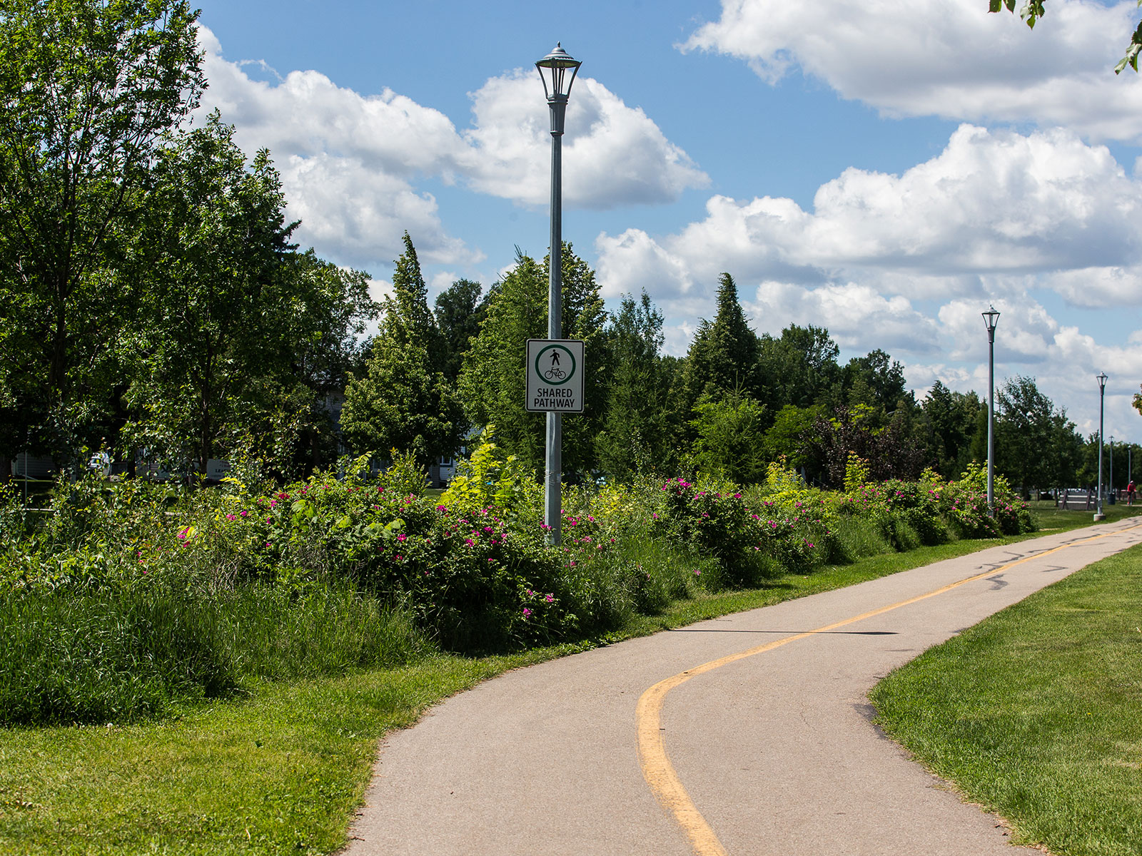 shared pathway with shrubs