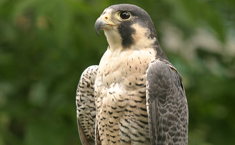 falcon