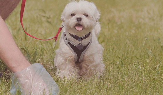 dog and poop scoop