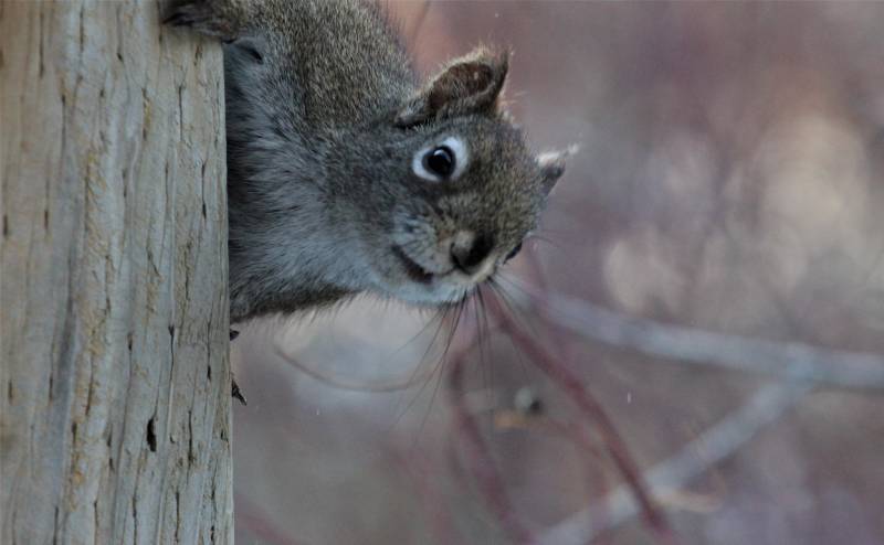 squirrel