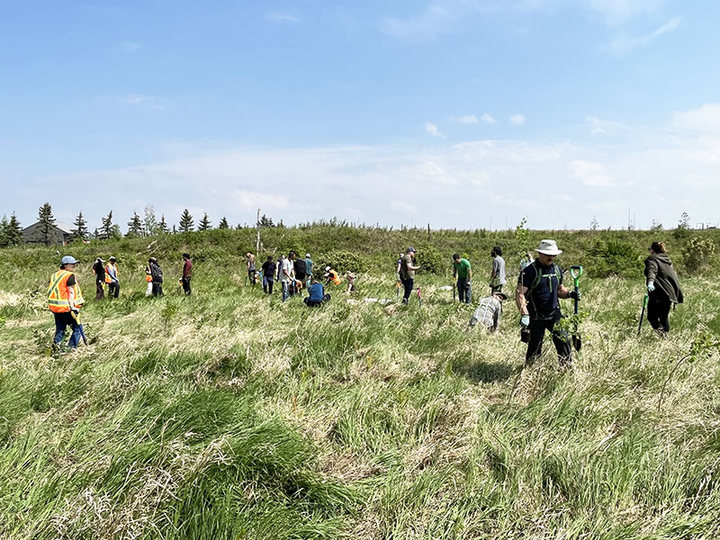 people planting trees