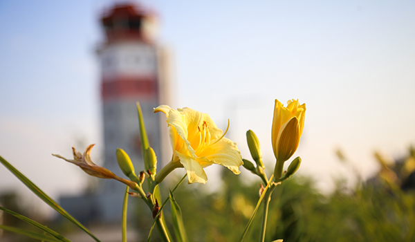 Flowers in front of airport tower