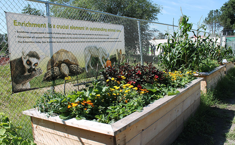 Enrichment garden at the zoo