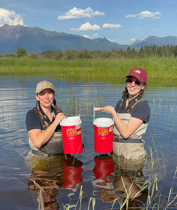 zookeepers in a lake trapping frogs in buckets to count them