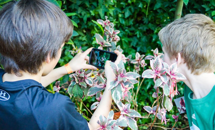 Two kids photographing flowers with a smartphone.