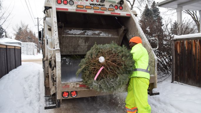 City employee loading a Christmas tree into a waste vehicle