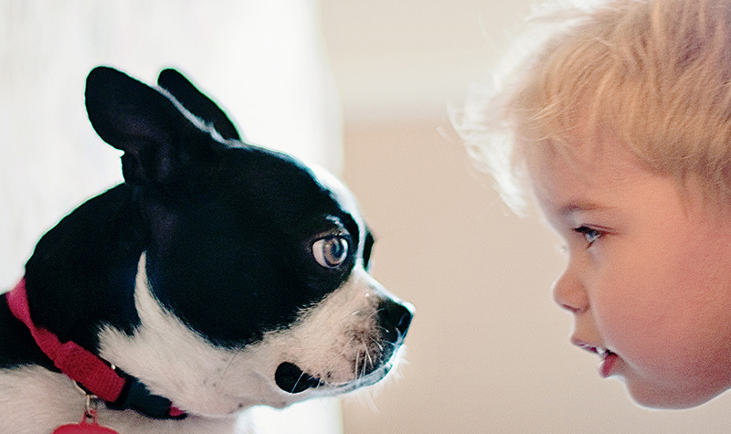 A dog staring at a child.