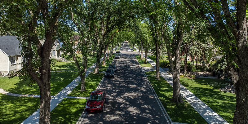 An aerial view of an elm-lined residential street