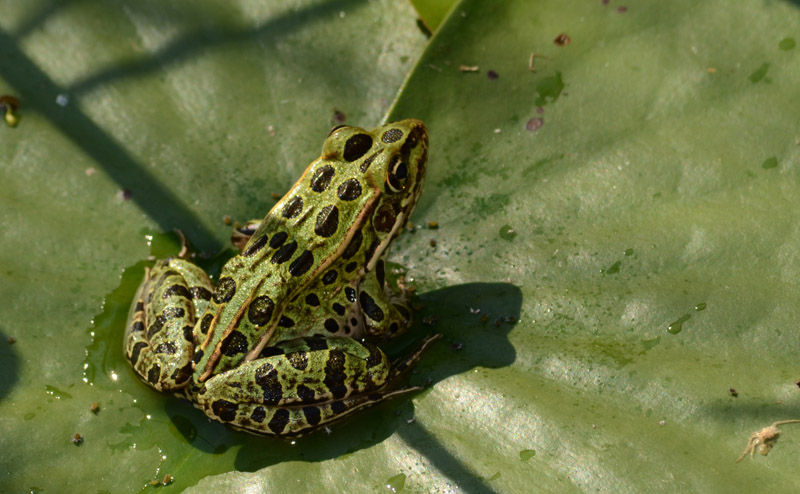 A northern leopard frog, photographed from above.