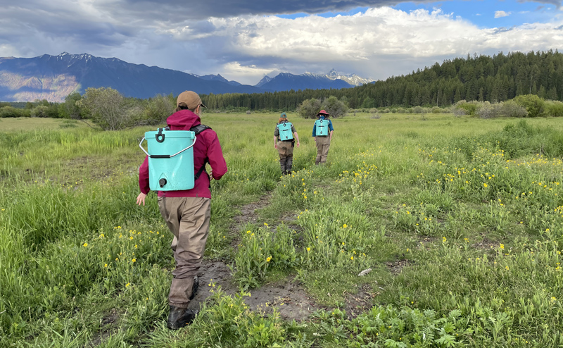 Three people with equipment on their backs walking through a field. A forest and mountains can be seen in the background.
