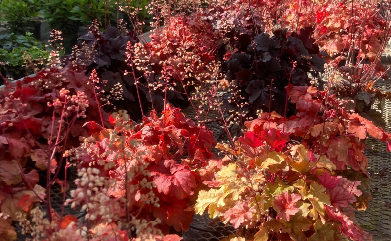Red plants