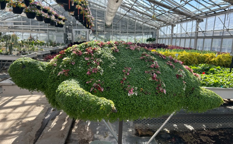Green plant trimmed into the shape of a turtle, adorned with reddish flowers