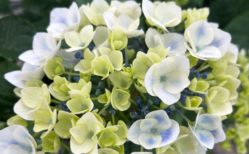 White and yellow flowers
