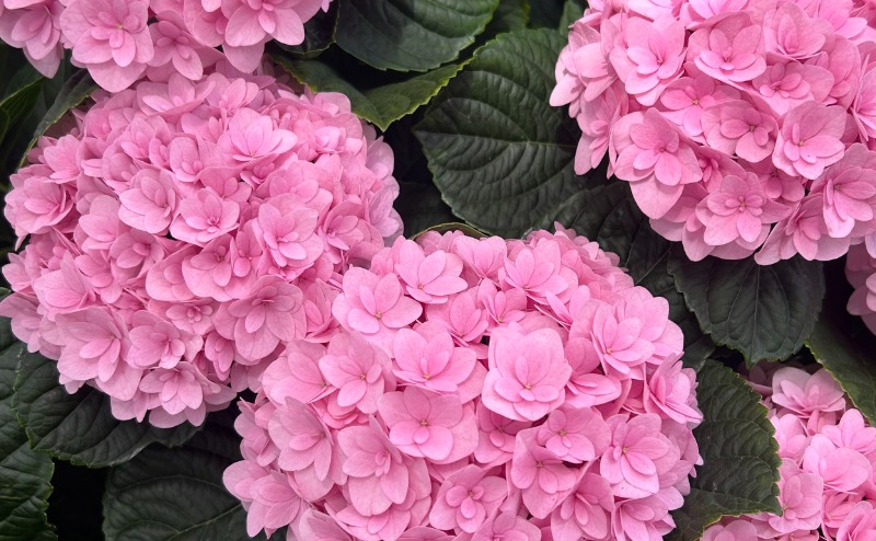 Pink flowers