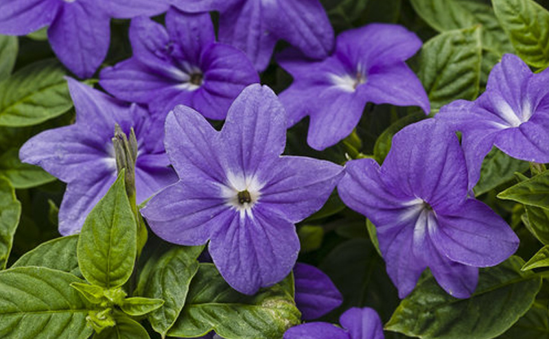 Browallia Illumination Blue