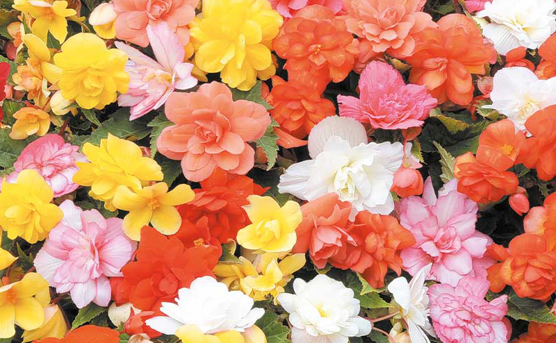 Mixed Begonias