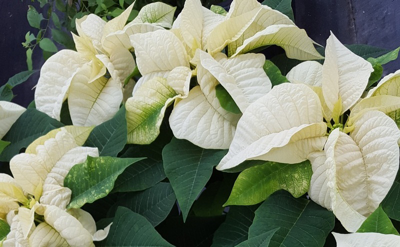 White poinsettias