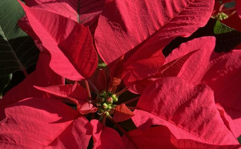 A red poinsettia