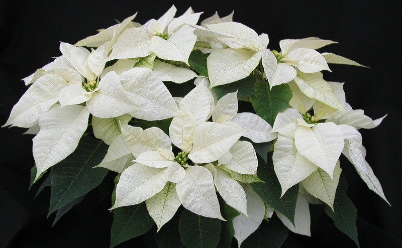 white poinsettias