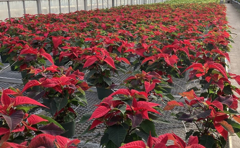 Red poinsettias in a greenhouse