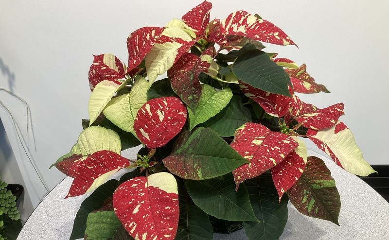 A white and red poinsettia