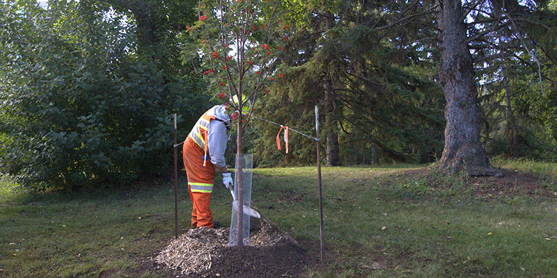 City crew planting a tree