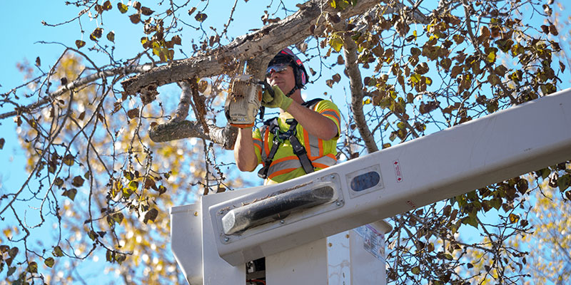 City arborist pruning a tree using a lift bucket