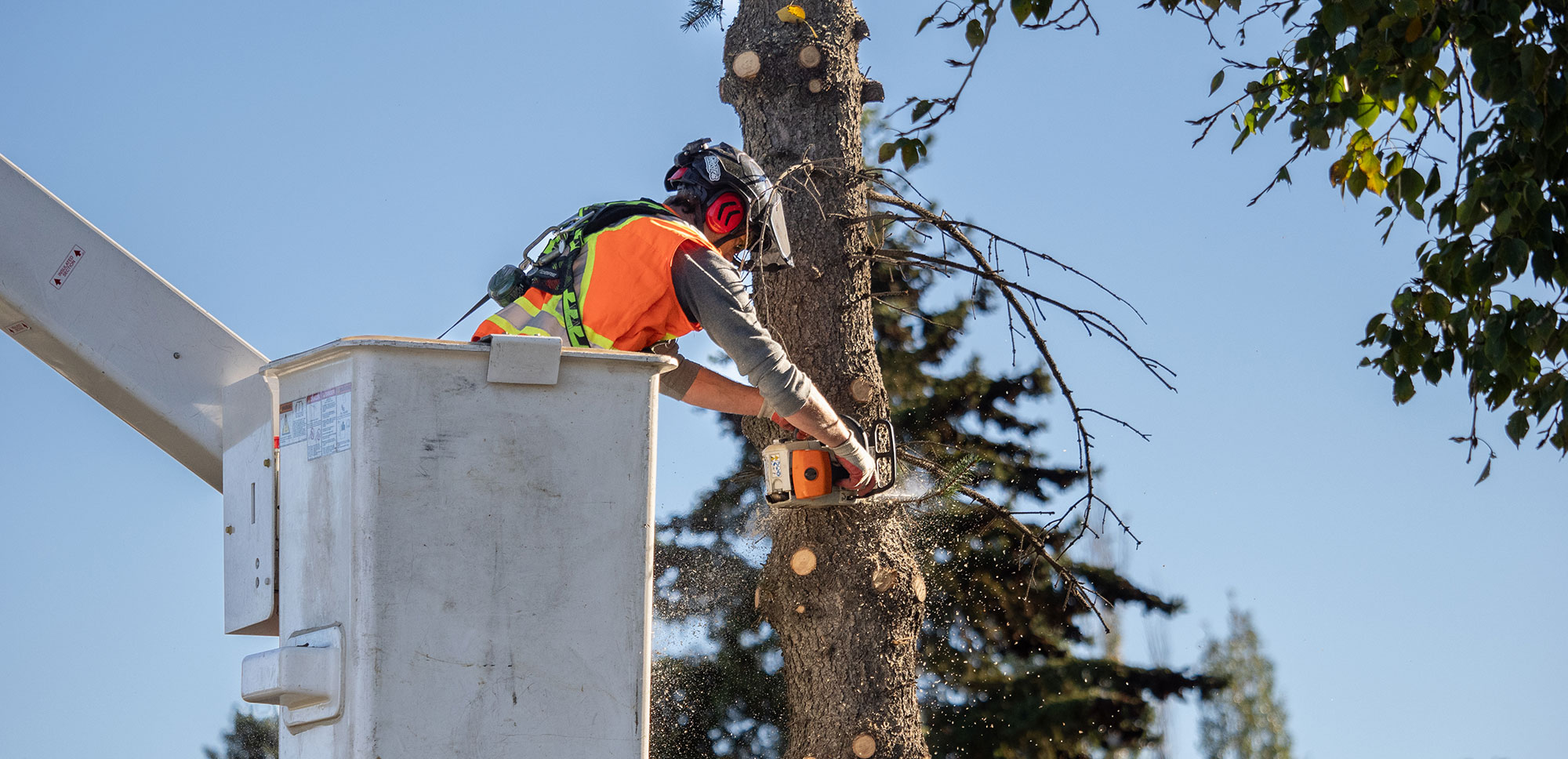 man sawing tree