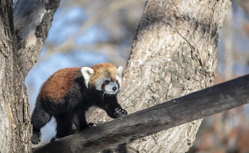 A red panda walking on a tree branch