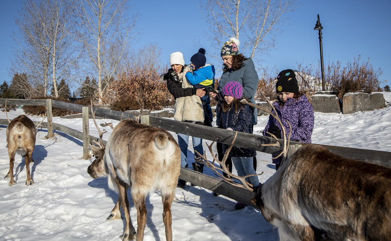 A family looking at reindeer at the Zoo