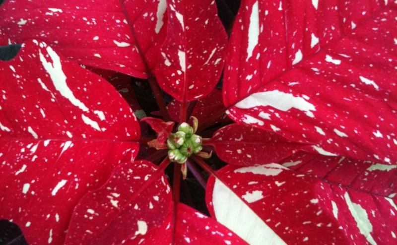 glitter poinsettias