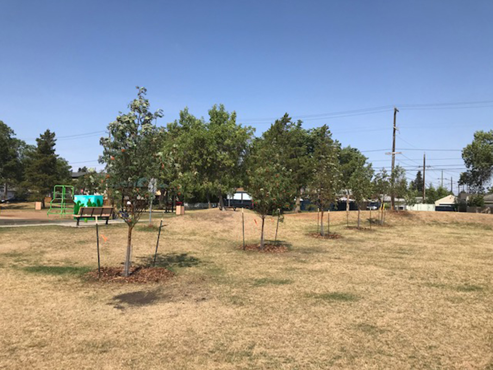 New Playground trees at Zoie Gardiner Park