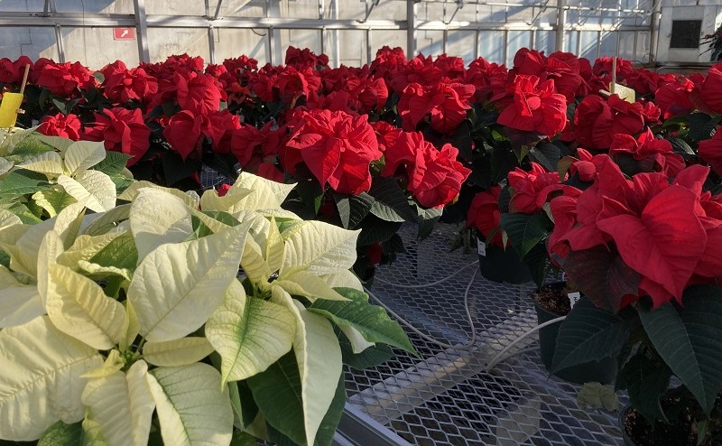 red and white poinsettias in pots on table